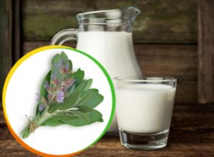Шалфей с молоком от кашля: приготовление и применение