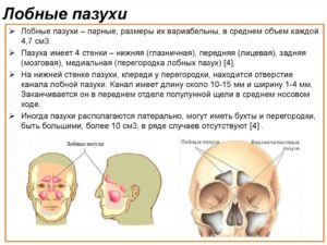 Околоносовые пазухи пневматизированы: норма и патология