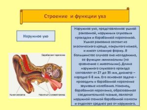 Строение и функции уха человека