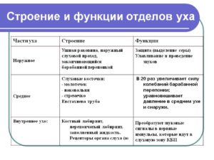 Функции среднего уха и возможные заболевания