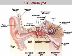 Строение уха