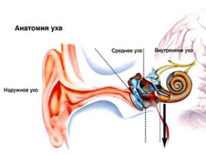 Строение уха