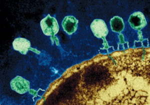 Лечение бактериофагами